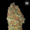 GREEN CANDY